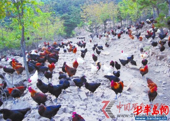 大山的雞全部散養在山上。(大山提供) 大山的雞全部散養在山上。(大山提供)
